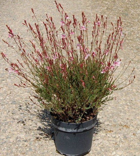 Gaura plant sales